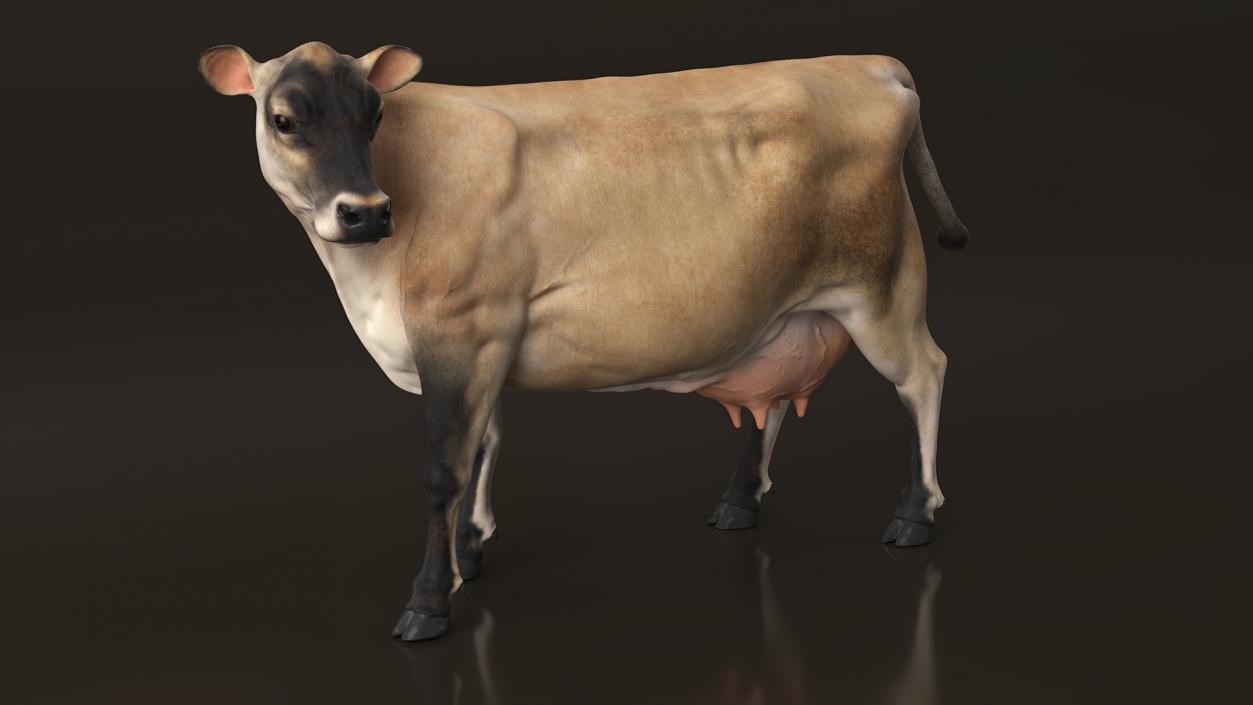 3D Cream Cow Rigged