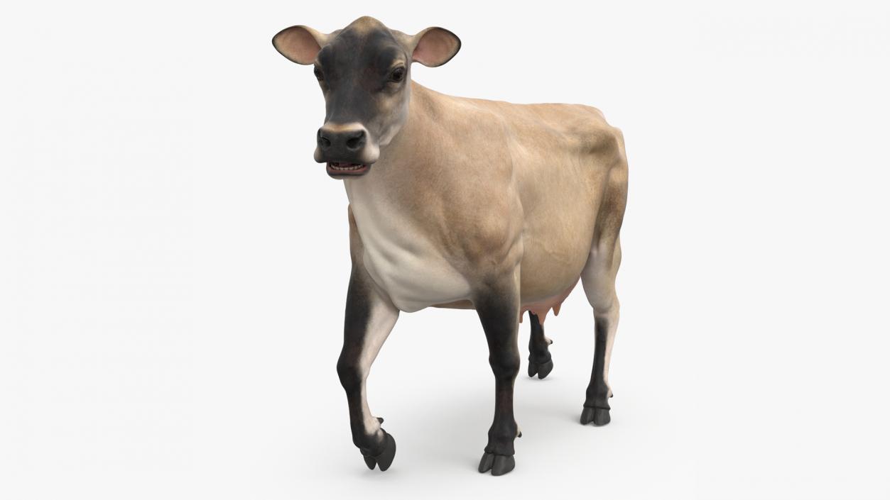 3D Cream Cow Rigged