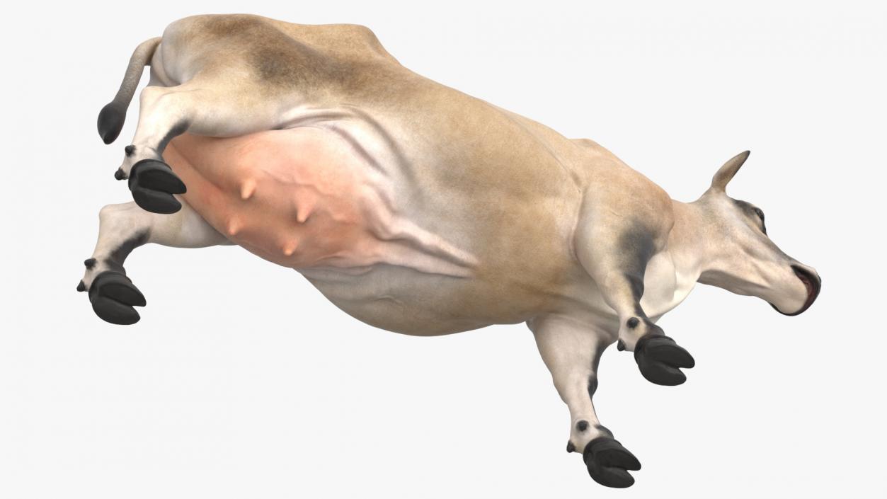 3D Cream Cow Rigged