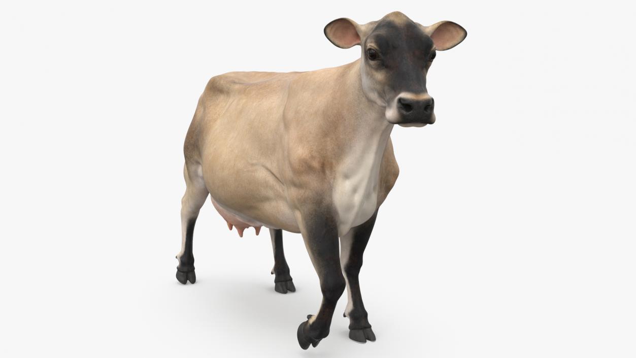 3D Cream Cow Rigged