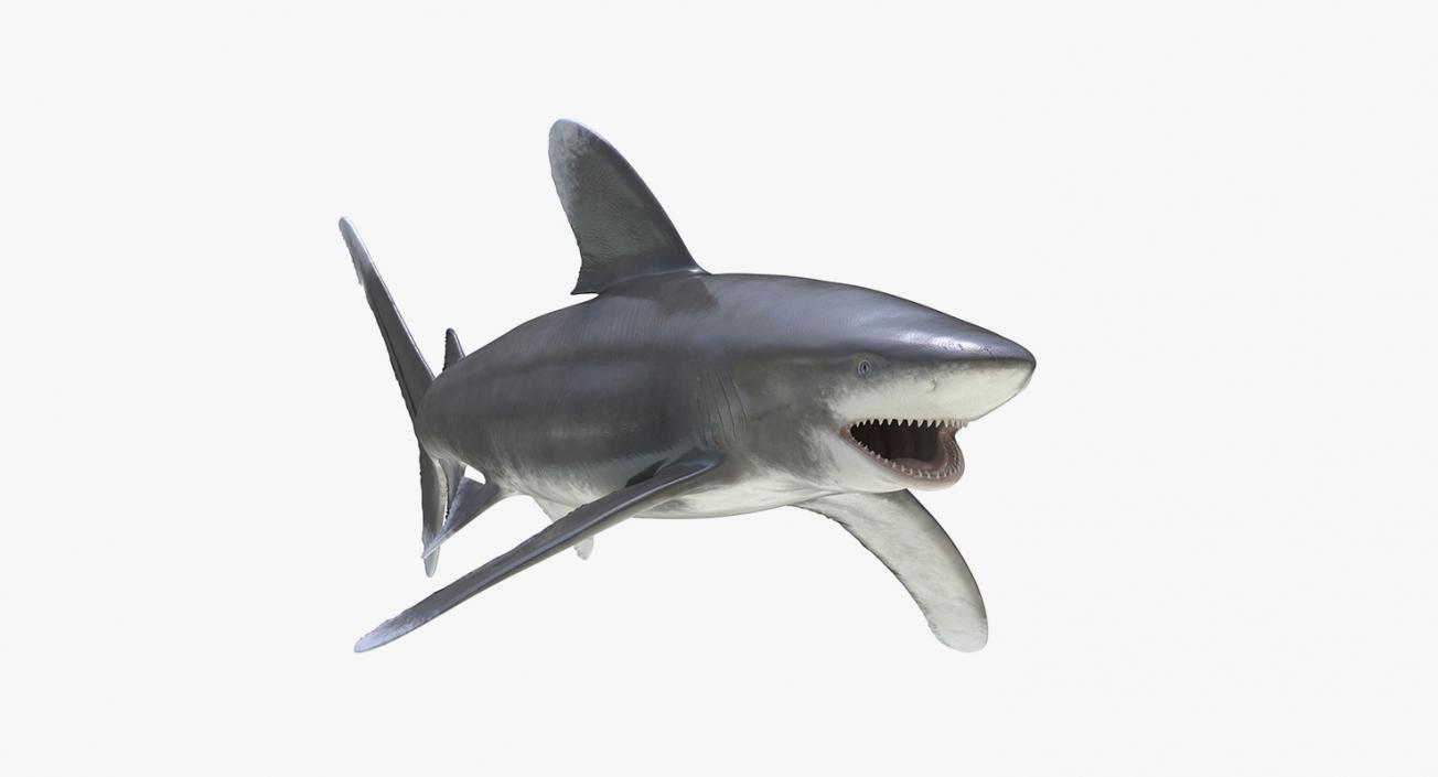 3D Rigged Sharks Collection 3