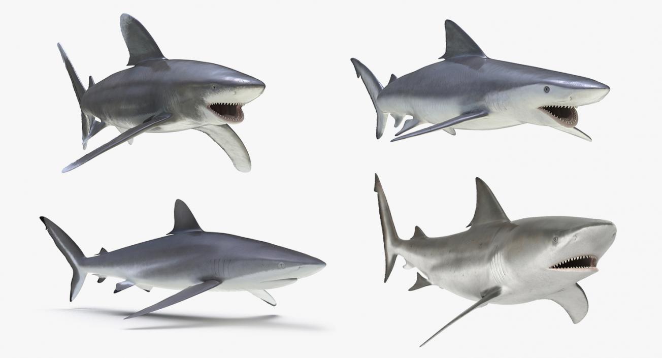 3D Rigged Sharks Collection 3