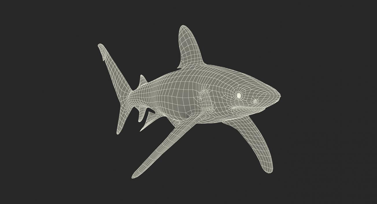 3D Rigged Sharks Collection 3