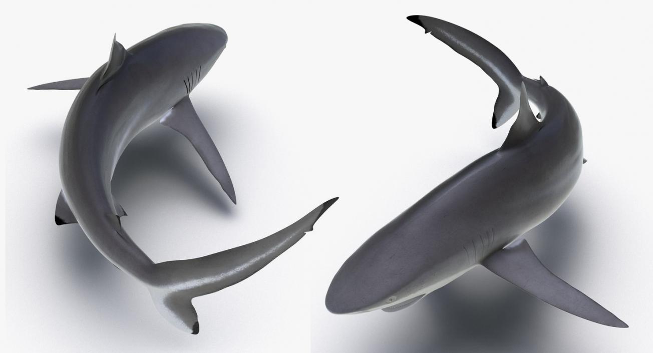 3D Rigged Sharks Collection 3