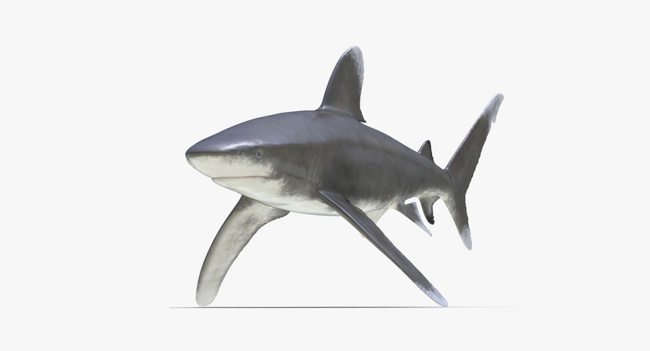 3D Rigged Sharks Collection 3