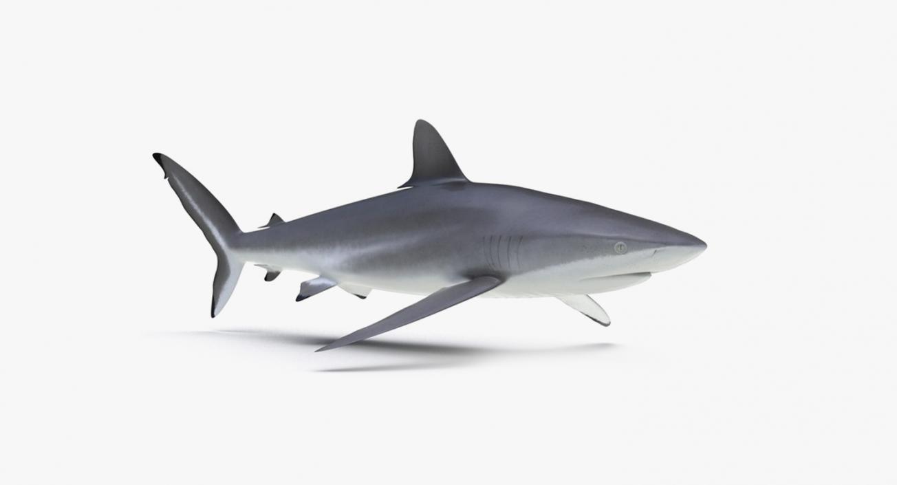 3D Rigged Sharks Collection 3