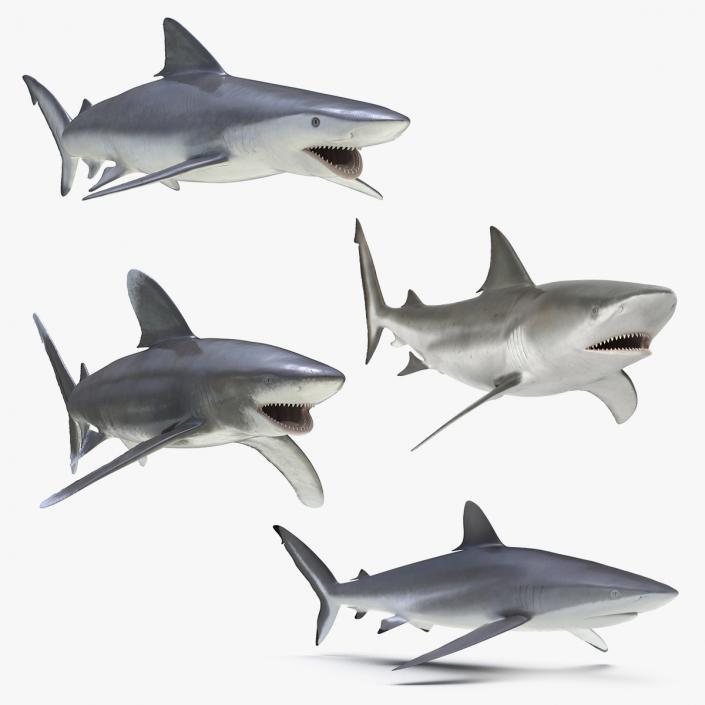 3D Rigged Sharks Collection 3