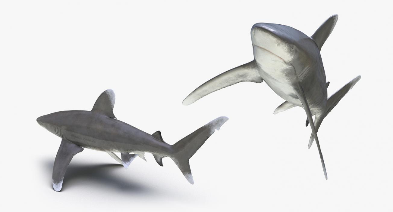 3D Rigged Sharks Collection 3