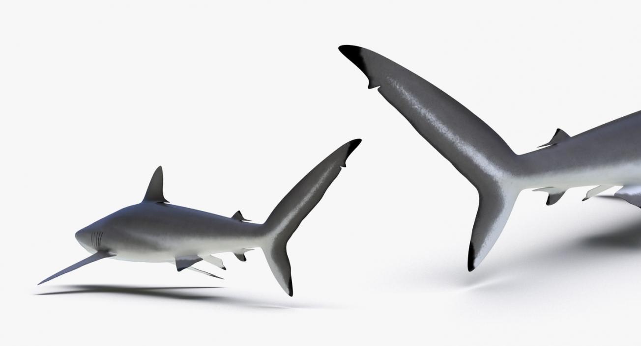 3D Rigged Sharks Collection 3