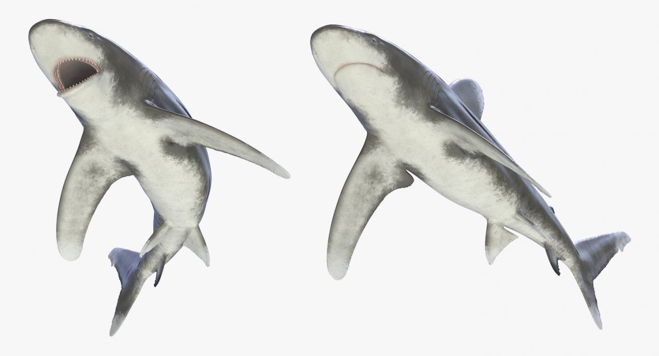 3D Rigged Sharks Collection 3