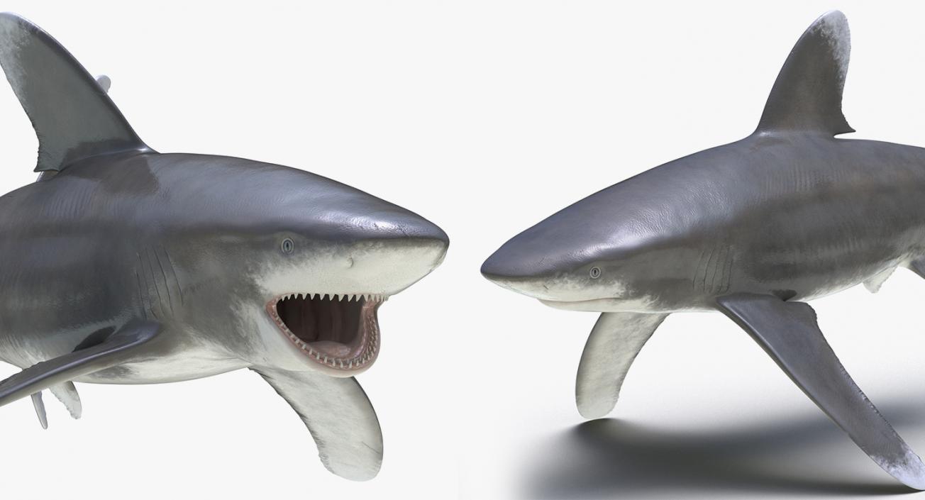 3D Rigged Sharks Collection 3