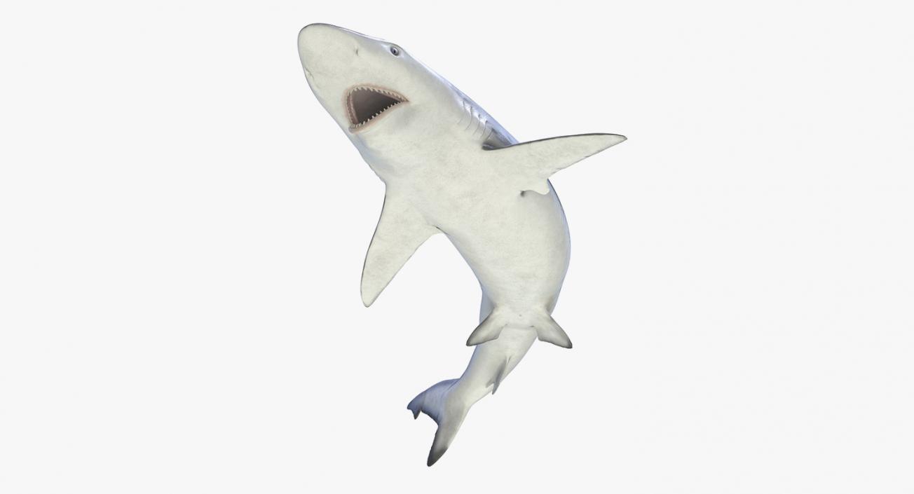 3D Rigged Sharks Collection 3