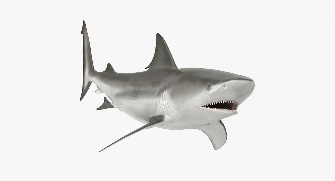 3D Rigged Sharks Collection 3