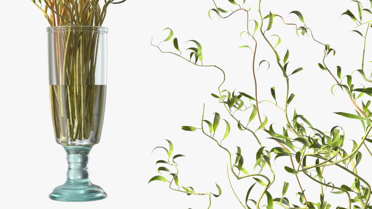 3D Curly Willow Branches with Leafs in Glass Vase