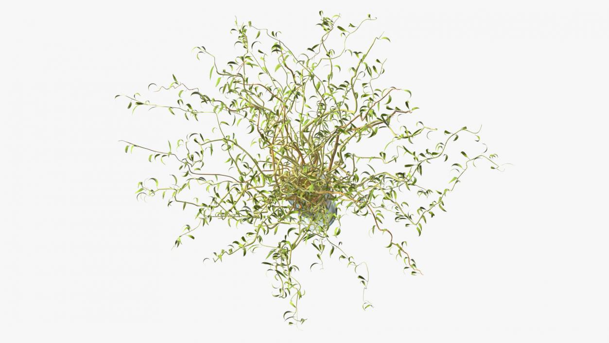 3D Curly Willow Branches with Leafs in Glass Vase