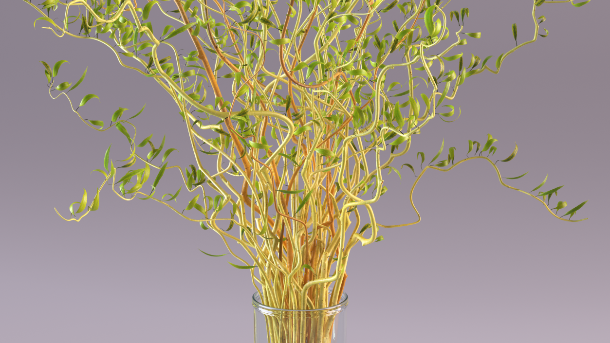 3D Curly Willow Branches with Leafs in Glass Vase