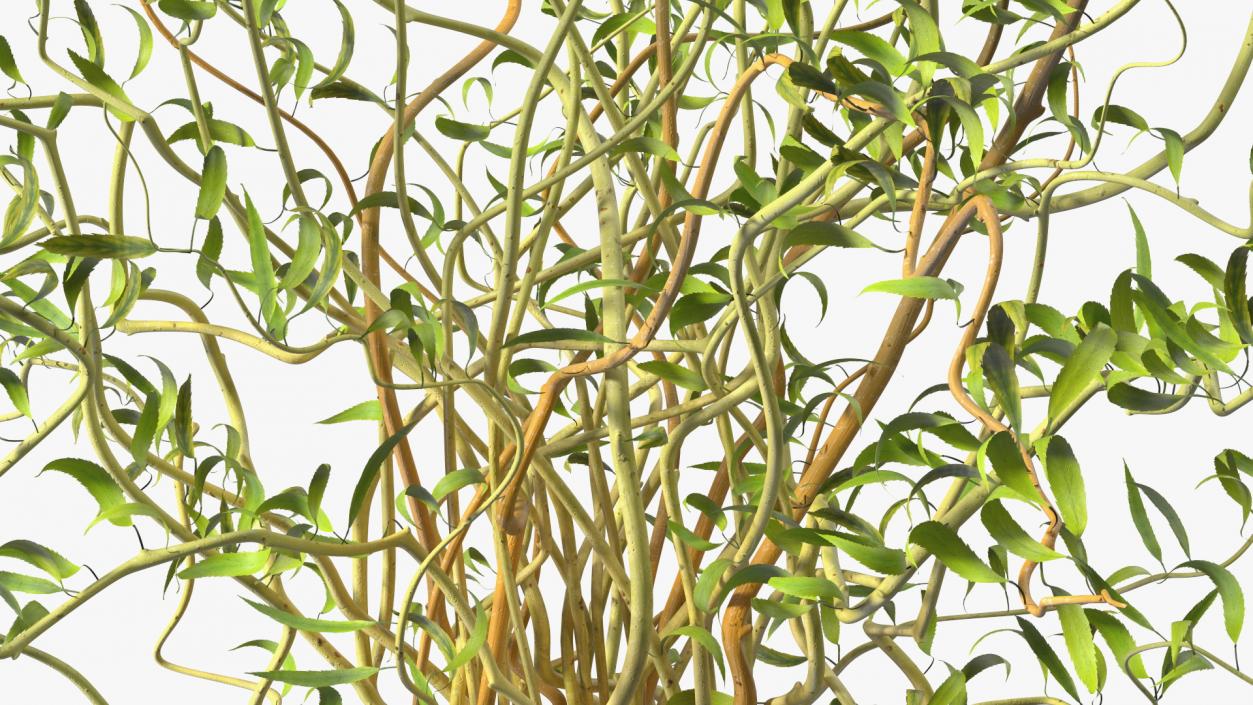 3D Curly Willow Branches with Leafs in Glass Vase