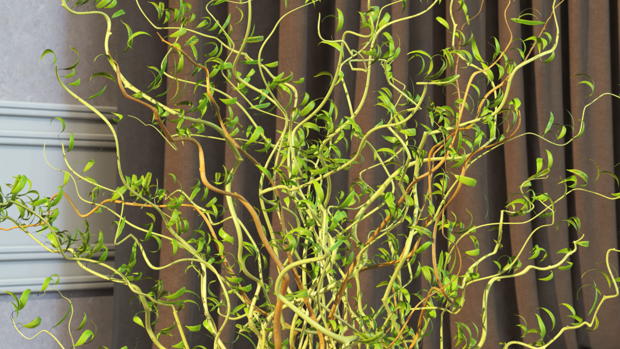 3D Curly Willow Branches with Leafs in Glass Vase