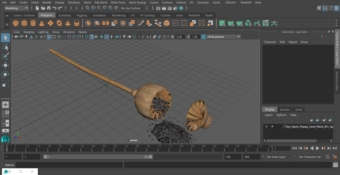 3D model Dry Open Poppy Seed Plant