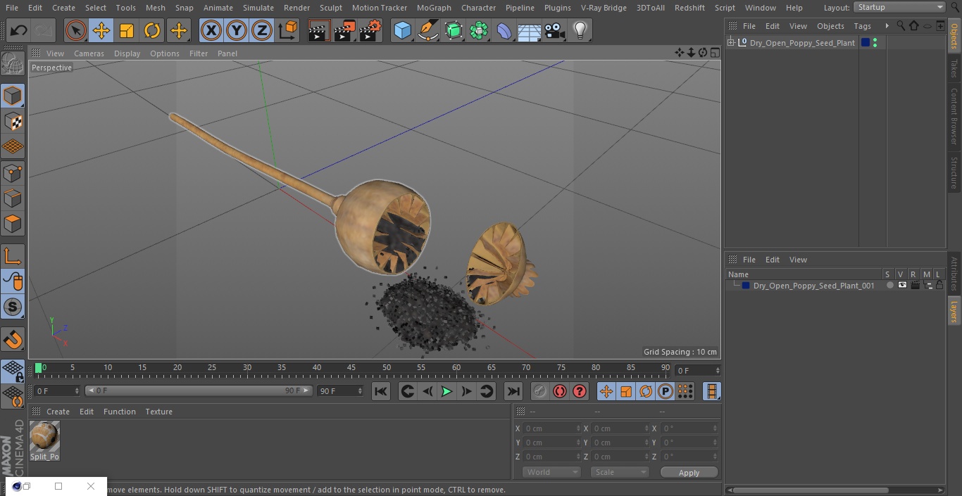 3D model Dry Open Poppy Seed Plant