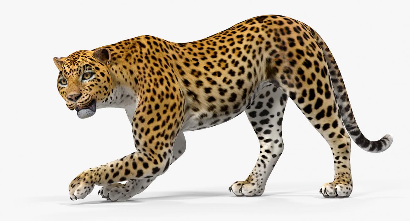 Leopard Rigged 3D model