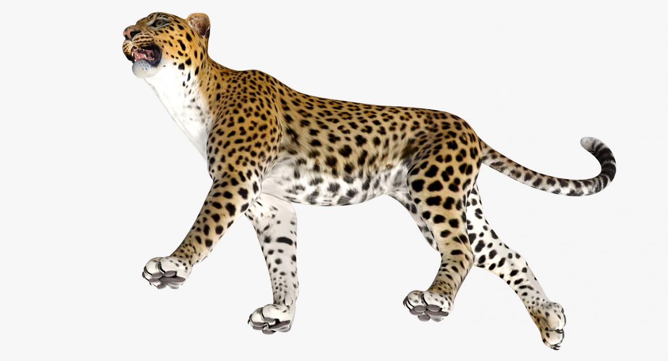 Leopard Rigged 3D model