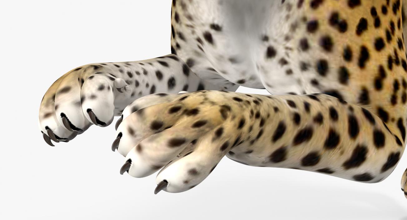 Leopard Rigged 3D model