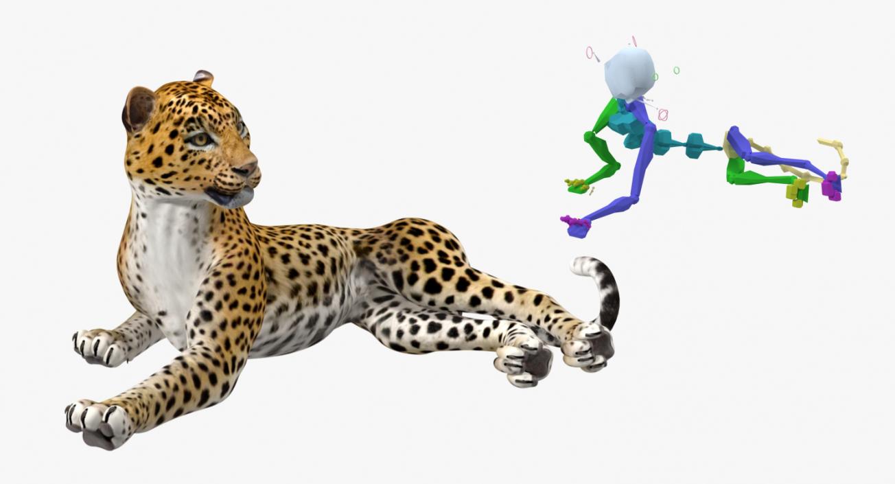 Leopard Rigged 3D model