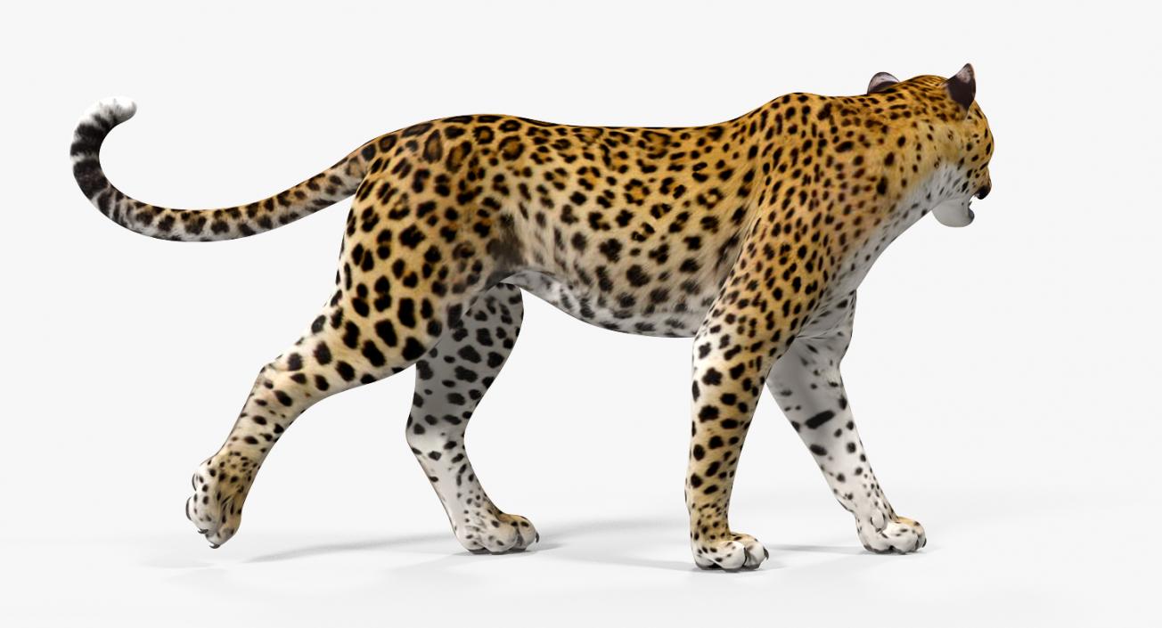 Leopard Rigged 3D model