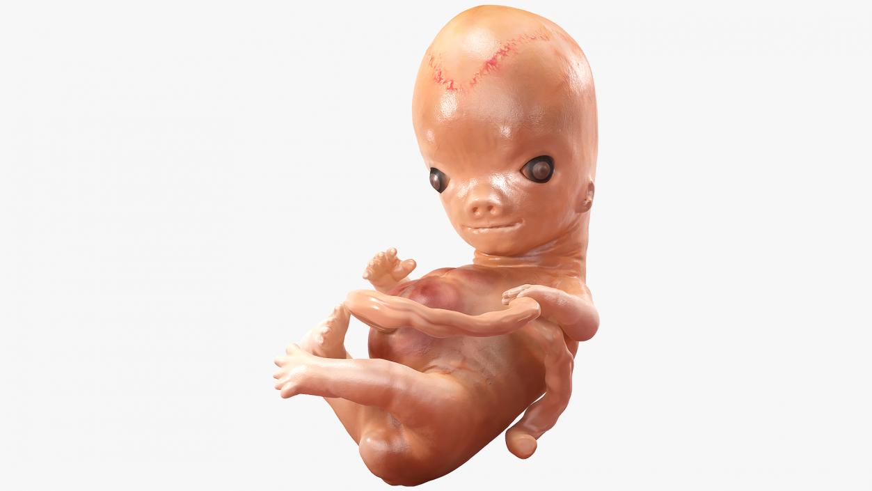 3D model Human Embryo 8 Weeks