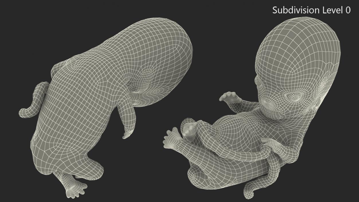 3D model Human Embryo 8 Weeks