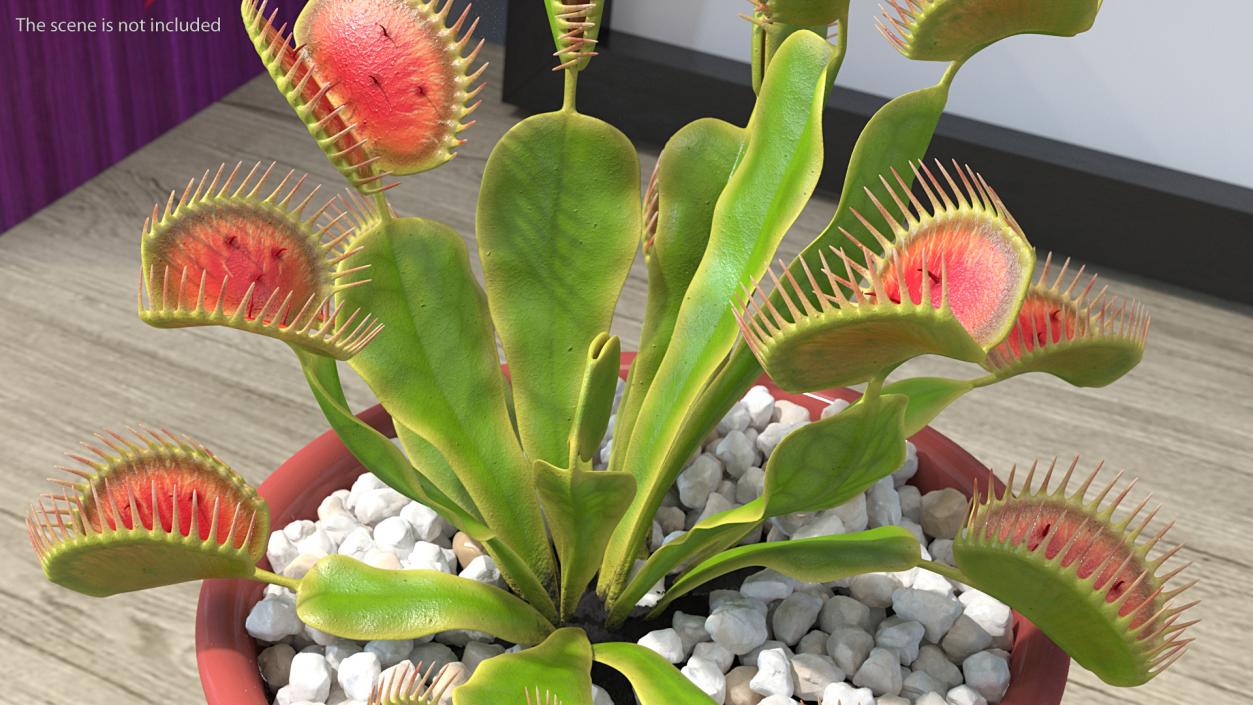 3D Venus Flytrap in Plant Pot