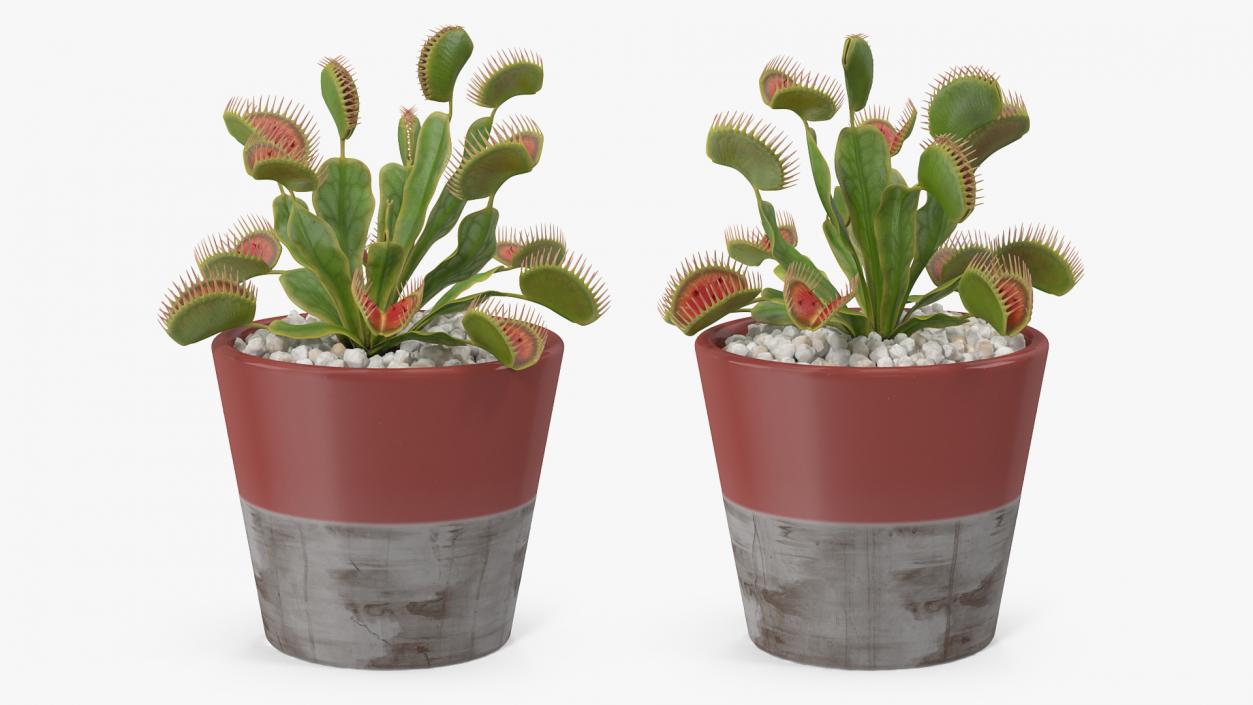 3D Venus Flytrap in Plant Pot