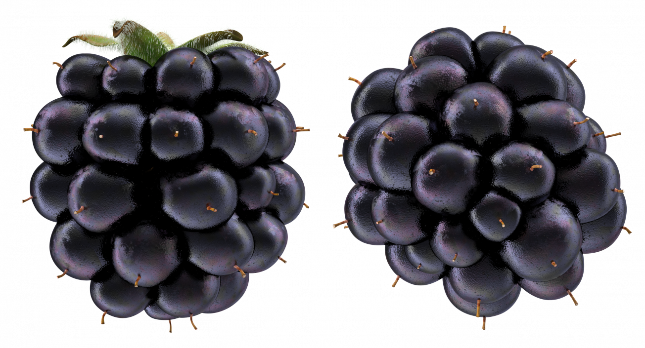 Blackberry with Fur 3D model