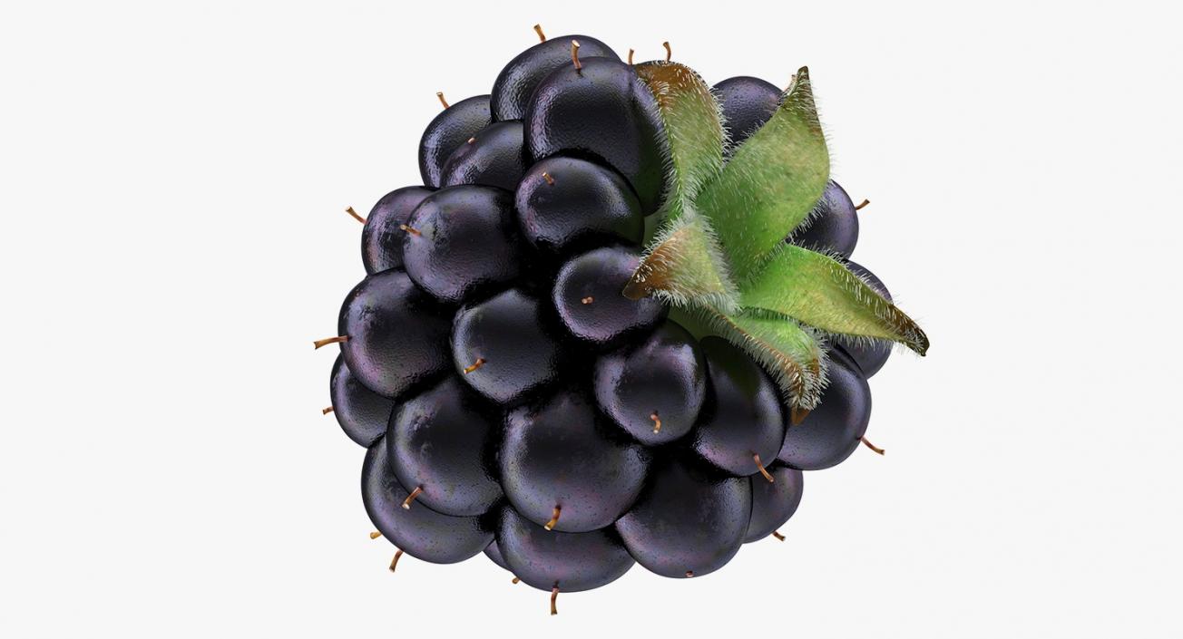 Blackberry with Fur 3D model