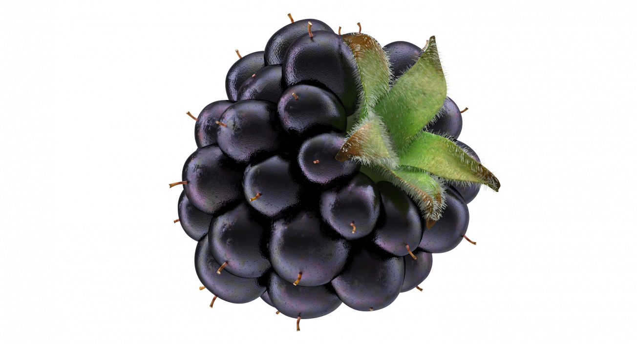 Blackberry with Fur 3D model