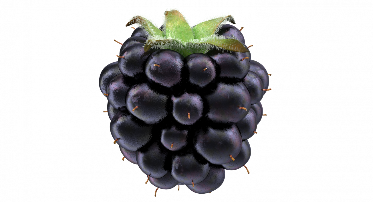 Blackberry with Fur 3D model