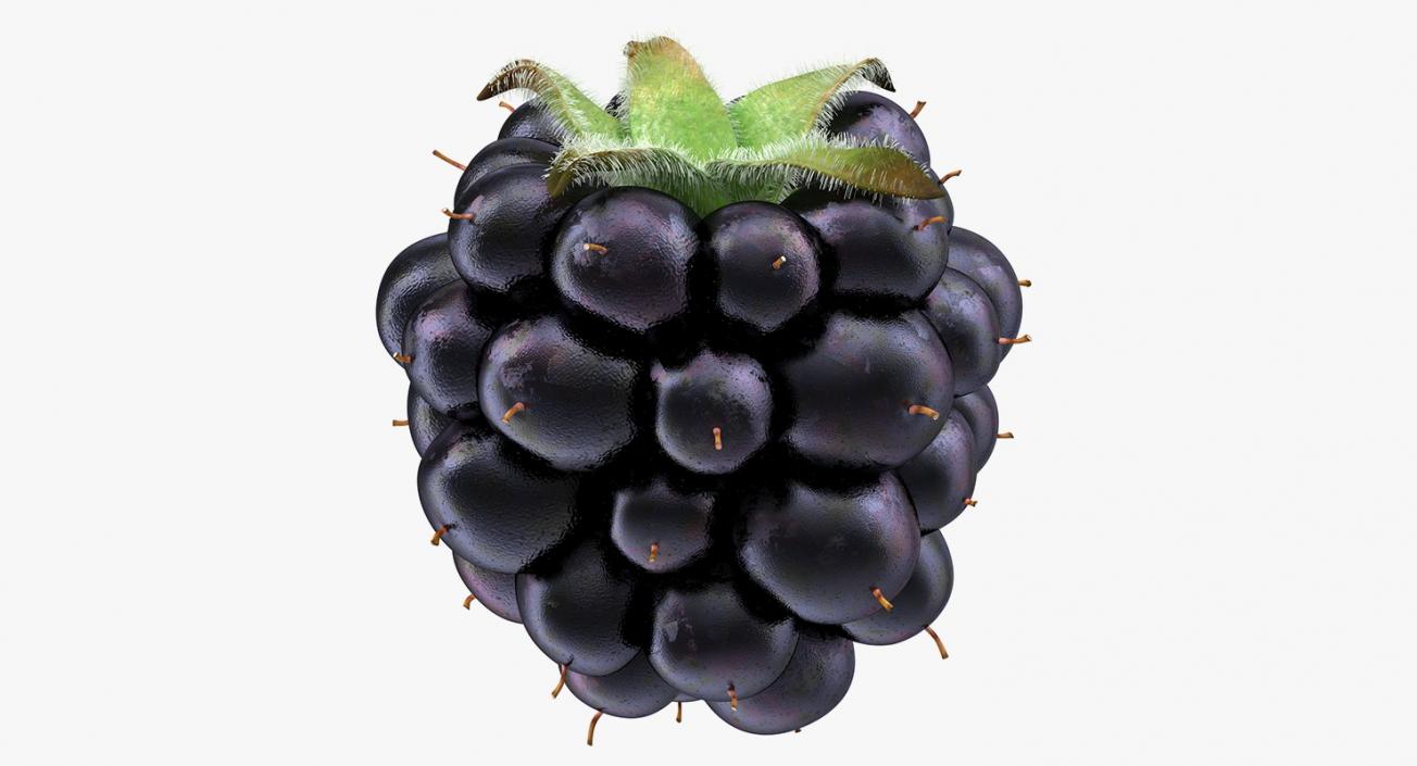 Blackberry with Fur 3D model