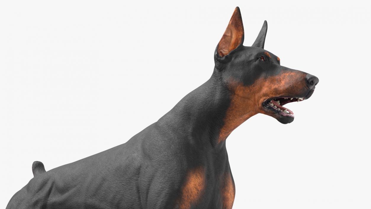 Doberman Pinscher Dog Running 3D model