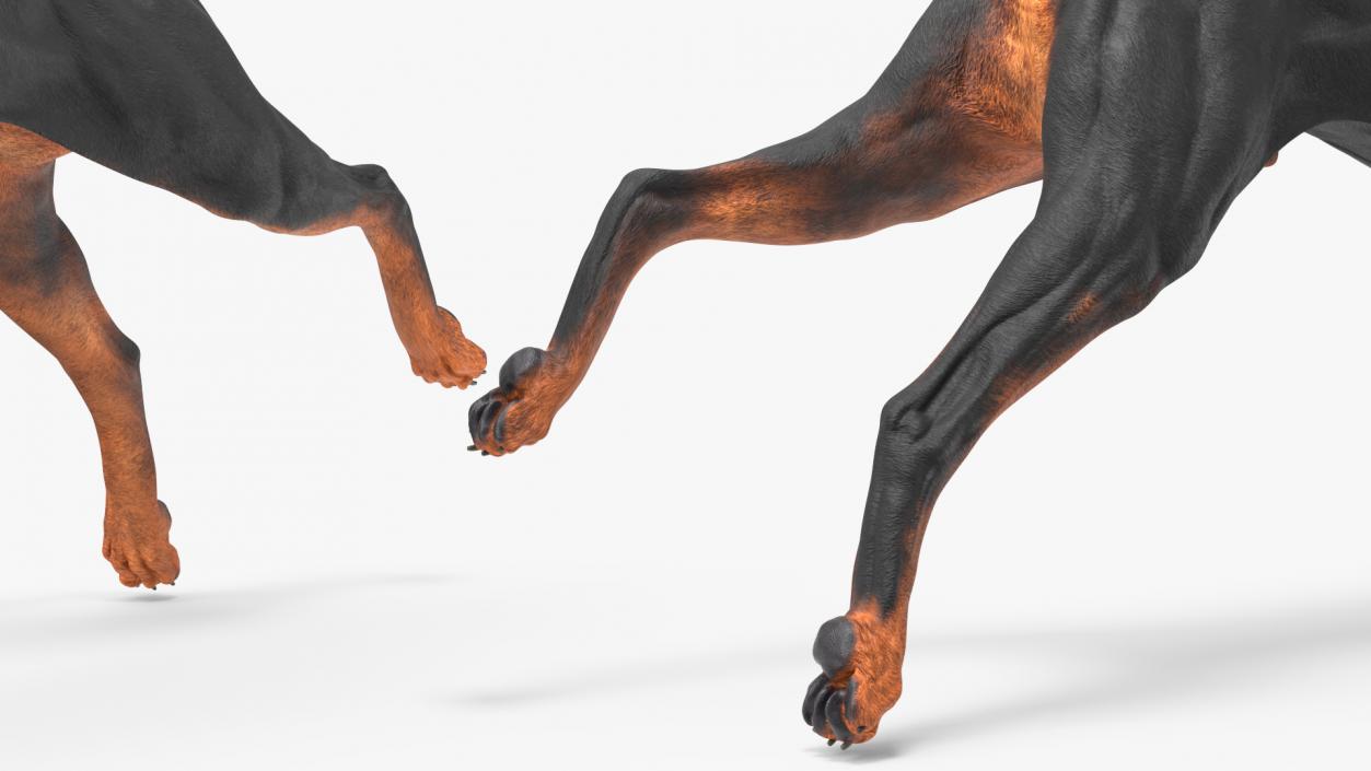 Doberman Pinscher Dog Running 3D model