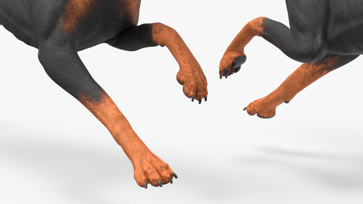 Doberman Pinscher Dog Running 3D model