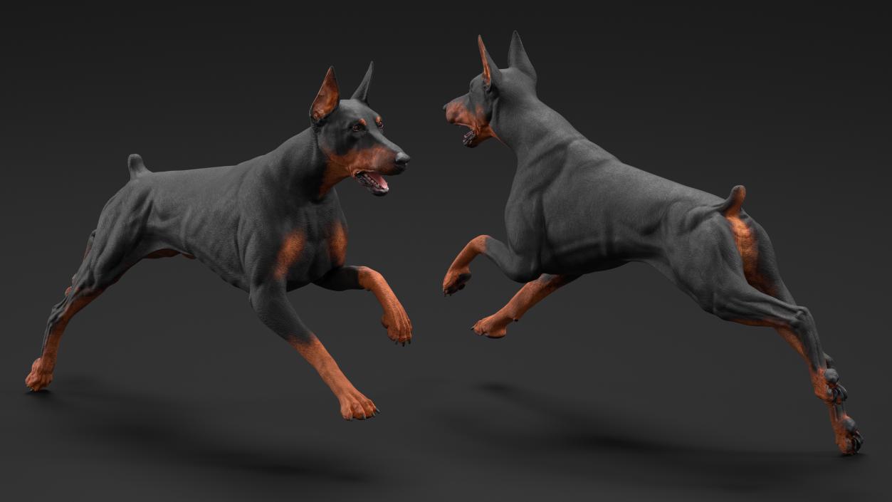 Doberman Pinscher Dog Running 3D model