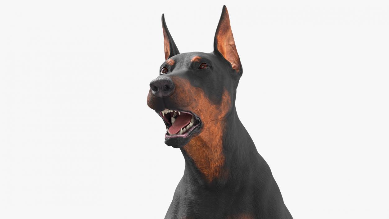 Doberman Pinscher Dog Running 3D model