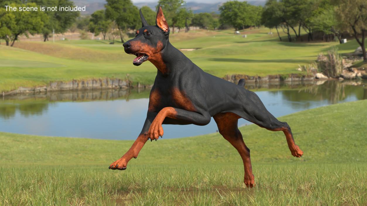 Doberman Pinscher Dog Running 3D model