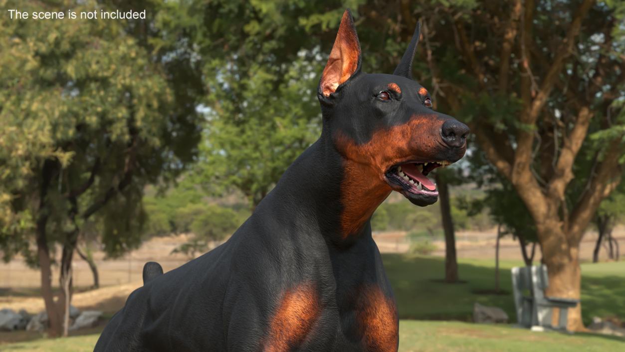 Doberman Pinscher Dog Running 3D model