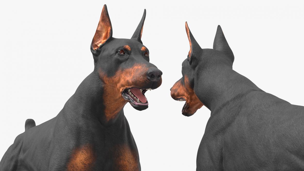 Doberman Pinscher Dog Running 3D model