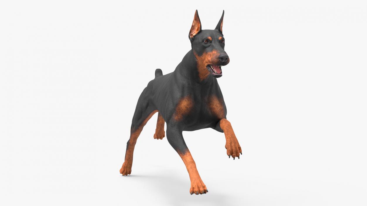 Doberman Pinscher Dog Running 3D model