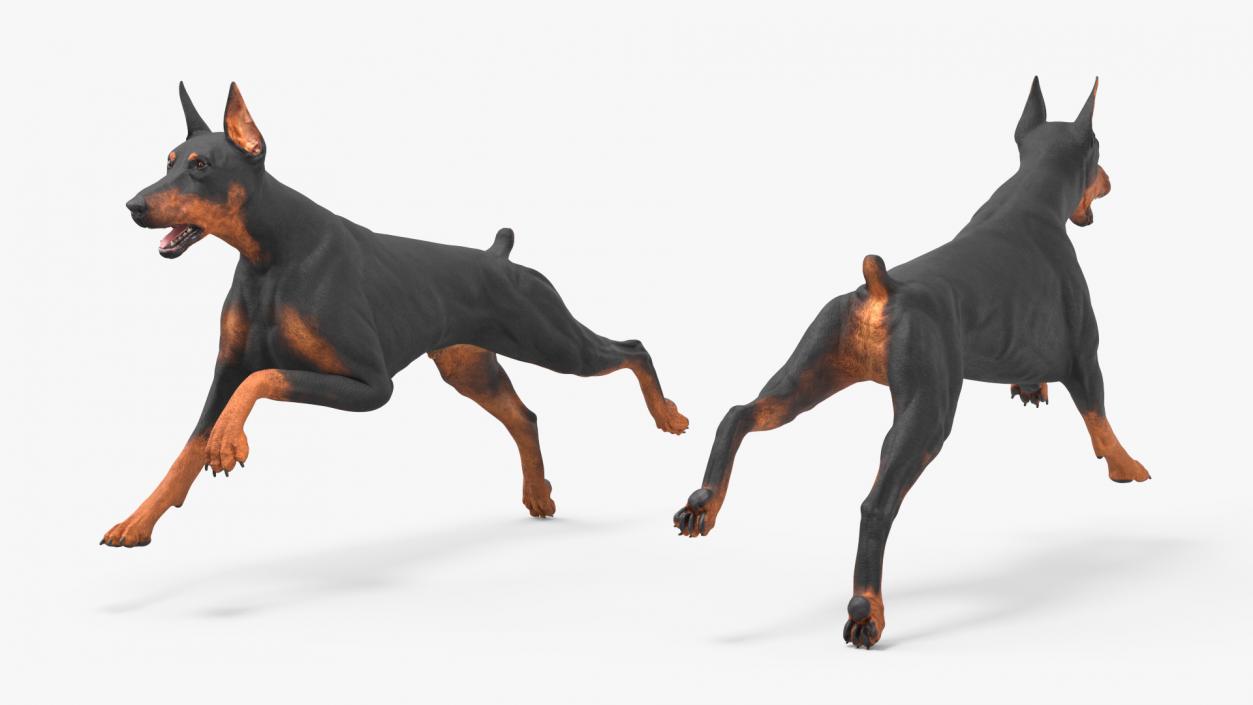 Doberman Pinscher Dog Running 3D model