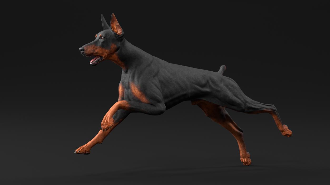 Doberman Pinscher Dog Running 3D model