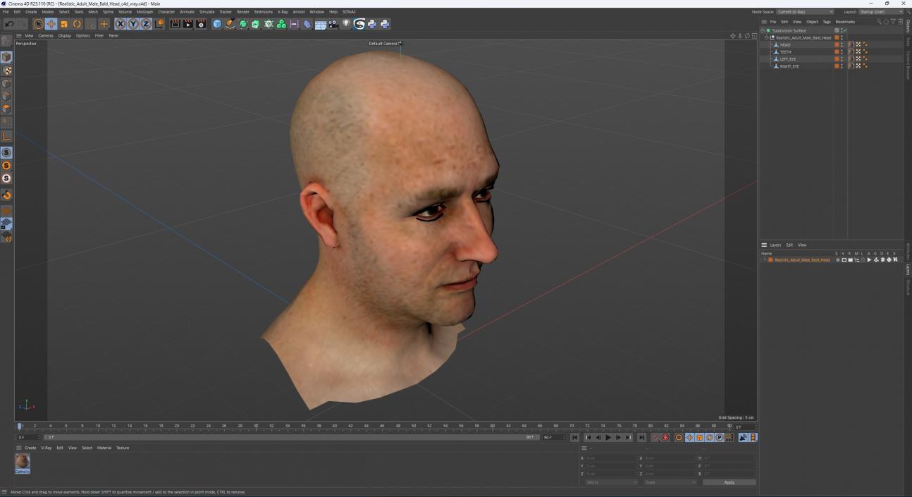 3D model Realistic Adult Male Bald Head